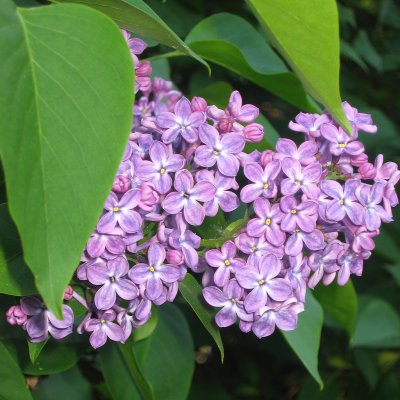 Syringa vulgaris, Bondsyrén