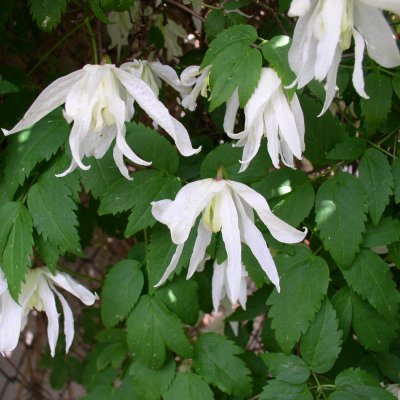 Klematis