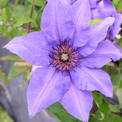 Clematis patens Königskind