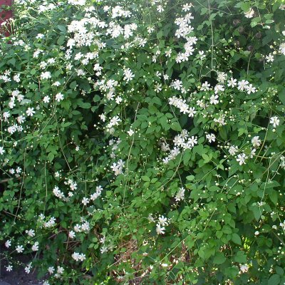 vitalba Paul Farges (Summersnow), Skogsklematis