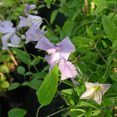 Clematis viticella Betty Corning
