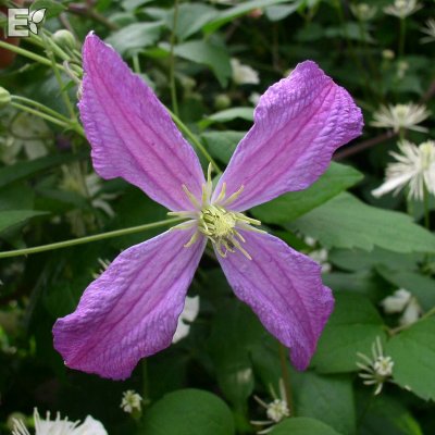 Clematis viticella Mrs T. Lundell E