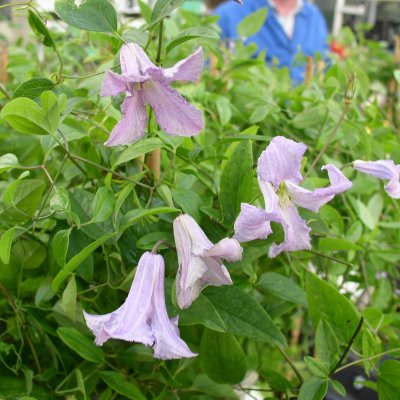Clematis viticella Betty Corning