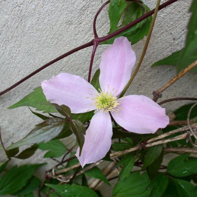 Clematis montana var. rubens
