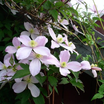 Clematis montana var. rubens