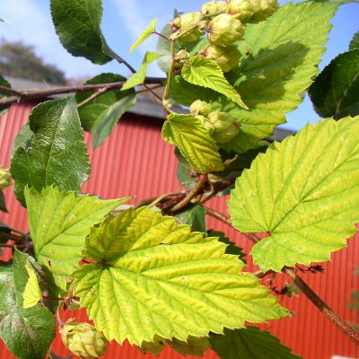 Humulus lupulus Aureus, Guldhumle