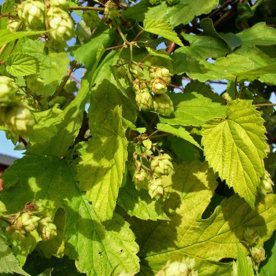 Humulus lupulus Aureus, Guldhumle