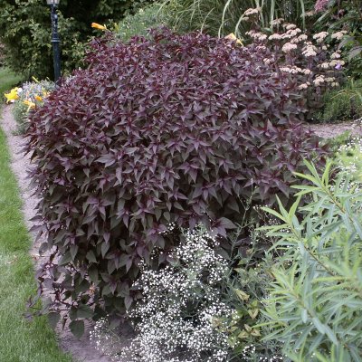Ageratina altissima Chocolate, Rostflockel