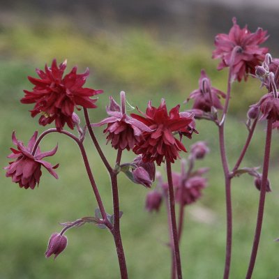 Aquilegia vulgaris Ruby Port