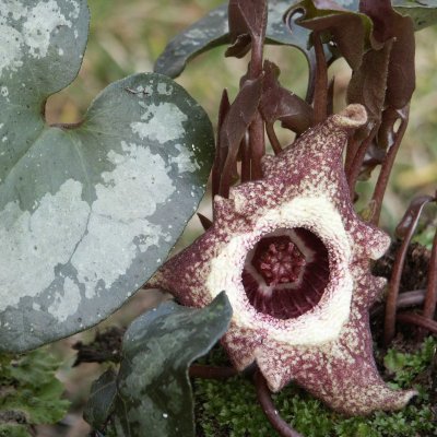 Asarum splendens, Prakthasselört, P9cm