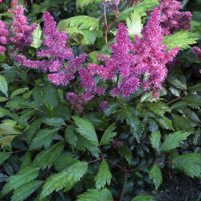 Astilbe japonica Elisabeth van Veen, Silverastilbe, SQ1