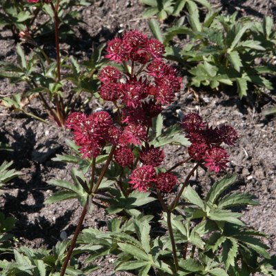 Astrantia major Ruby Wedding