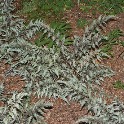 Athyrium niponicum Pictum (Metallicum), Regnbågsbräken