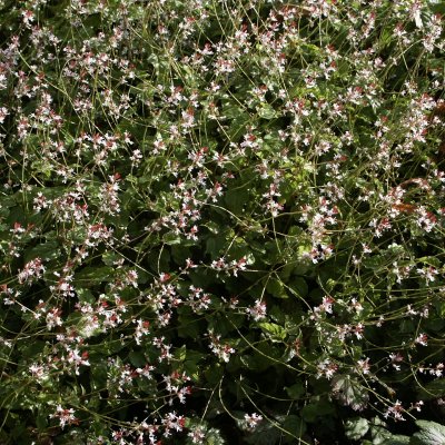 Circaea alpina, Dvärghäxört, C11cm