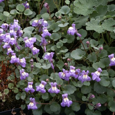 Cymbalaria pallida, Storblommig Murreva, C11cm