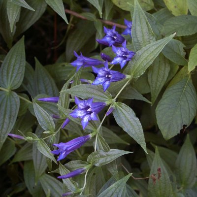 Gentiana asclepiadea, Knippgentiana, P9cm