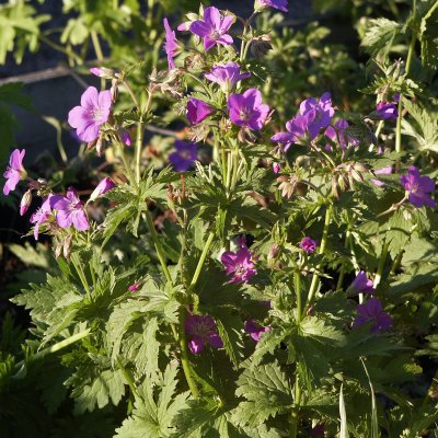 Geranium sylvaticum Mayflower