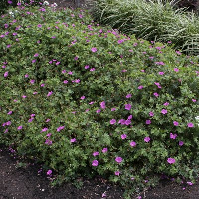 Geranium Tiny Monster