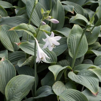 Hosta hybr. Fragrant Blue