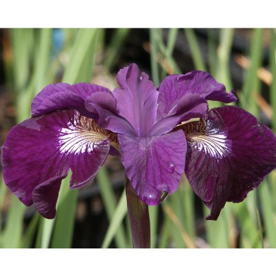 Iris sibirica Shirley Pope, Rabattiris, P9cm