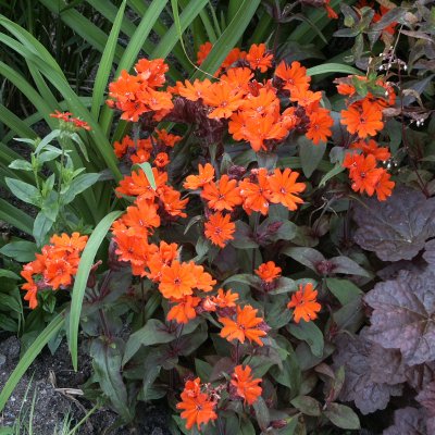 Lychnis arkwrightii Vesuvius, Praktklätt