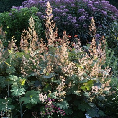 Macleaya cordata, Vippvallmo, P9cm