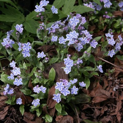 Omphalodes cappadocica Starry Eyes, Kaukasiskt Ormöga, P9cm
