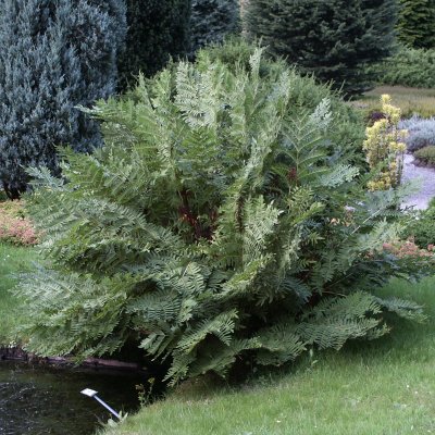 Osmunda regalis