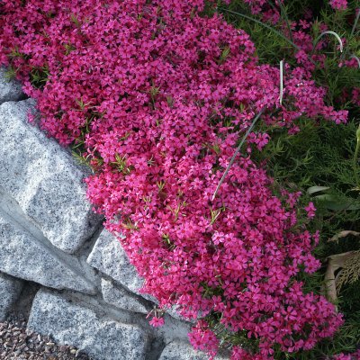 Phlox subulata Scarlet Flame, Mossflox