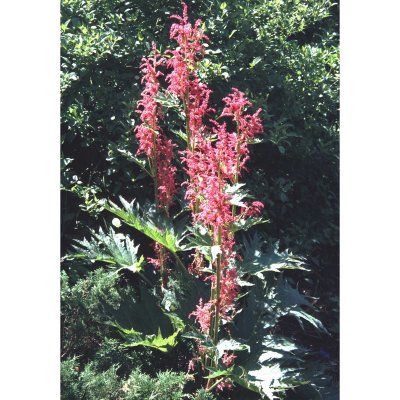 Rheum palmatum tanguticum