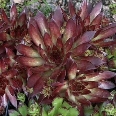 Sempervivum hybr. Bronco