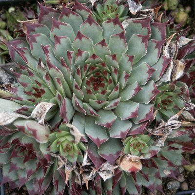 Sempervivum calcareum, Kalktaklök, P9cm