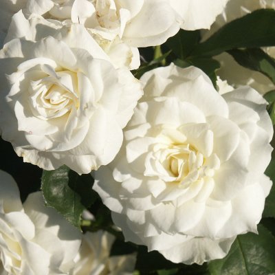 floribunda Gråsten ™ (Poulfeld), Floribundaros, C4