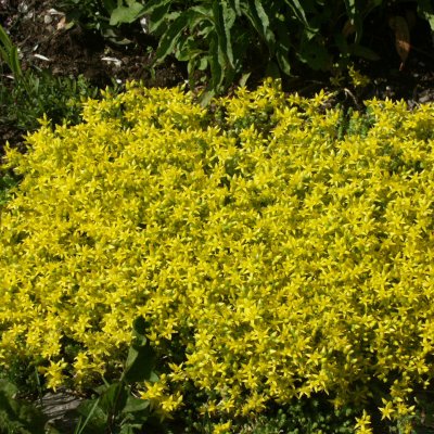 Sedum acre, Gul Fetknopp