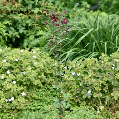 Aquilegia vulgaris Ruby Port