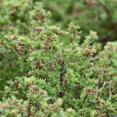 Dasiphora fruticosa Tilford Cream