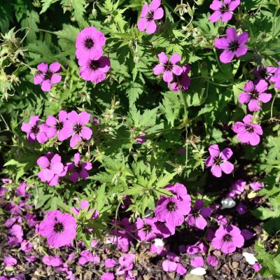 Geranium psilostemon, Armenisk Näva, P9cm