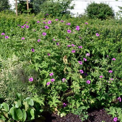 Geranium psilostemon, Armenisk Näva, P9cm