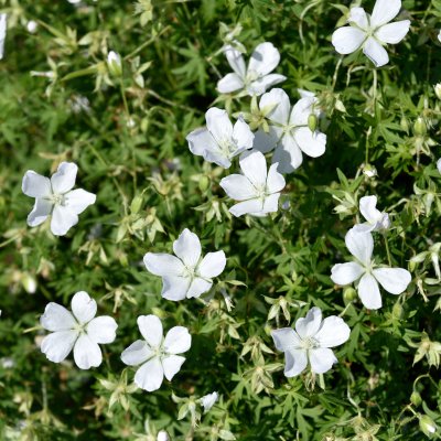 Geranium sanguineum Album, Blodnäva