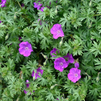 Geranium sanguineum Max Frei, Blodnäva