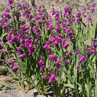 Gladiolus imbricatus, Rysk Sabellilja, P9cm