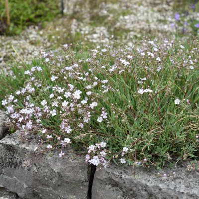 Gypsophila repens hybr. Rosenschleier, Rosenslöja, P9cm