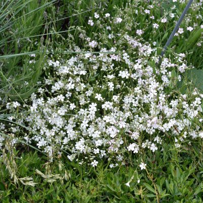 Gypsophila repens Alba, Hängslöja, P9cm