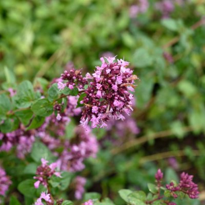 Origanum laevigatum Rosenkuppel