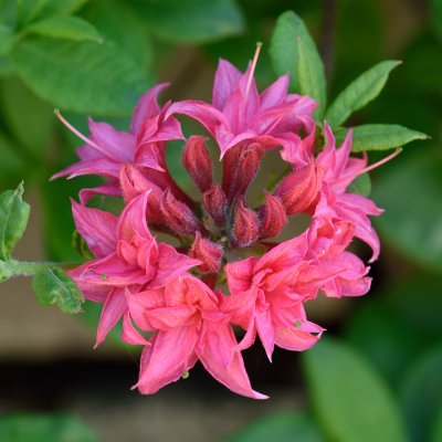 Rhododendron Knap Hill Homebush, Azalea, 40-50 C5
