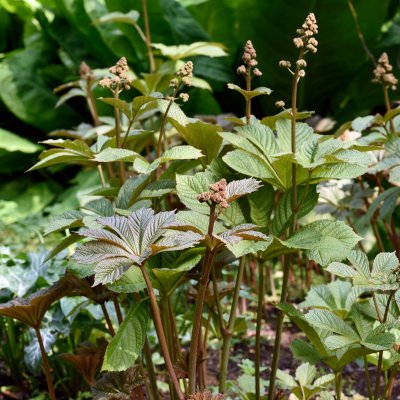Rodgersia podophylla Braunlaub, Bronsrodgersia, P11cm