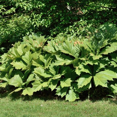 Rodgersia podophylla Braunlaub, Bronsrodgersia, P11cm