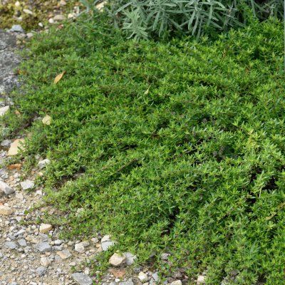 Thymus longicaulis Odoratus, Kaskadtimjan