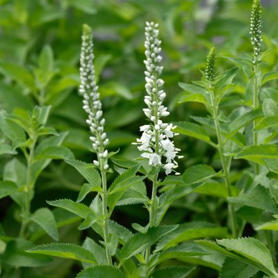 Veronica longifolia Schneeriesin, Strandveronika, P9cm
