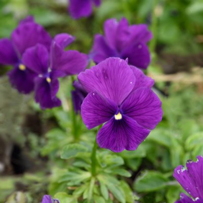 Viola x williamsii Monica, Bukettviol